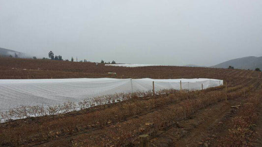 El Papel Fundamental de los Plásticos Agrícolas en la Producción de Uruguay - Garden Market UY