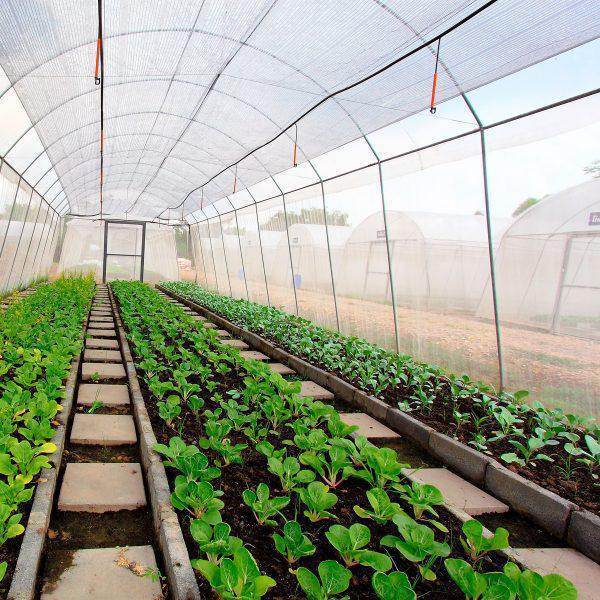 Malla Antiafido 40 Mesh 5x100M - Garden Market UY