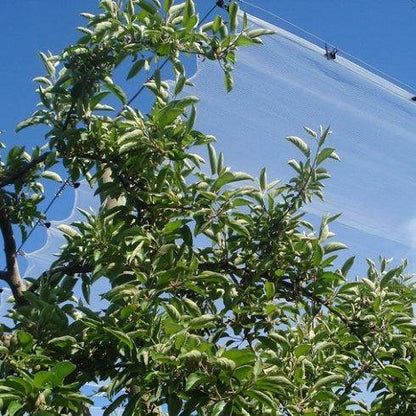 Malla Antigranizo 4x4 55g Transparente 7x100 Metros - Garden Market UY